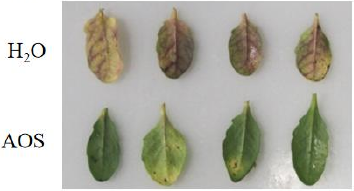 褐藻寡糖增强植株对致病疫霉的抗性(图1) 褐藻寡糖增强植株对致病疫霉的抗性(图1)
