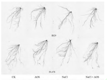 褐藻酸寡糖对盐胁迫下水稻幼苗抗逆性的影响(图2) 褐藻酸寡糖对盐胁迫下水稻幼苗抗逆性的影响(图2)