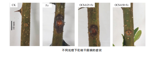 【博智汇力——创新源动力】壳寡糖可防治花椒干腐病(图1) 【博智汇力——创新源动力】壳寡糖可防治花椒干腐病(图1)