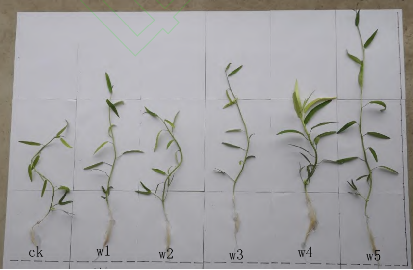 褐藻寡糖在农业方面的应用及案例(图1) 褐藻寡糖在农业方面的应用及案例(图1)
